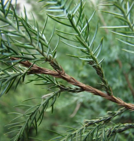 Juniper virginian: photo and description