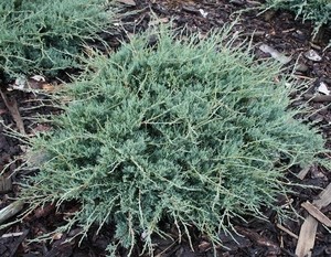 Juniper virginian: photo and description