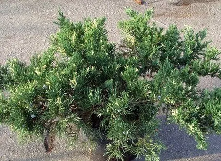 Juniper virginian: photo and description