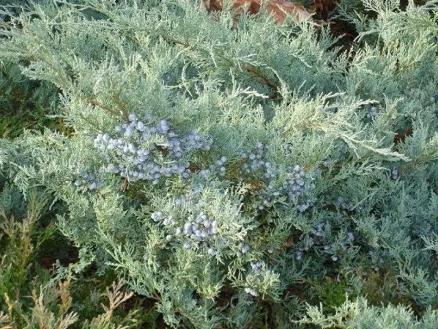 Juniper virginian: photo and description