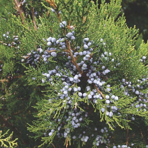 Juniper virginian: photo and description