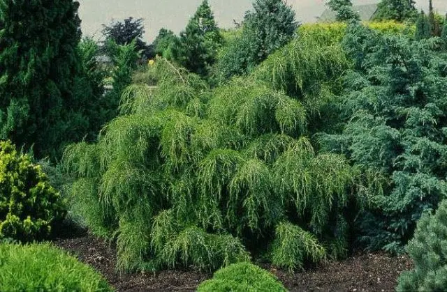 Juniper virginian: photo and description