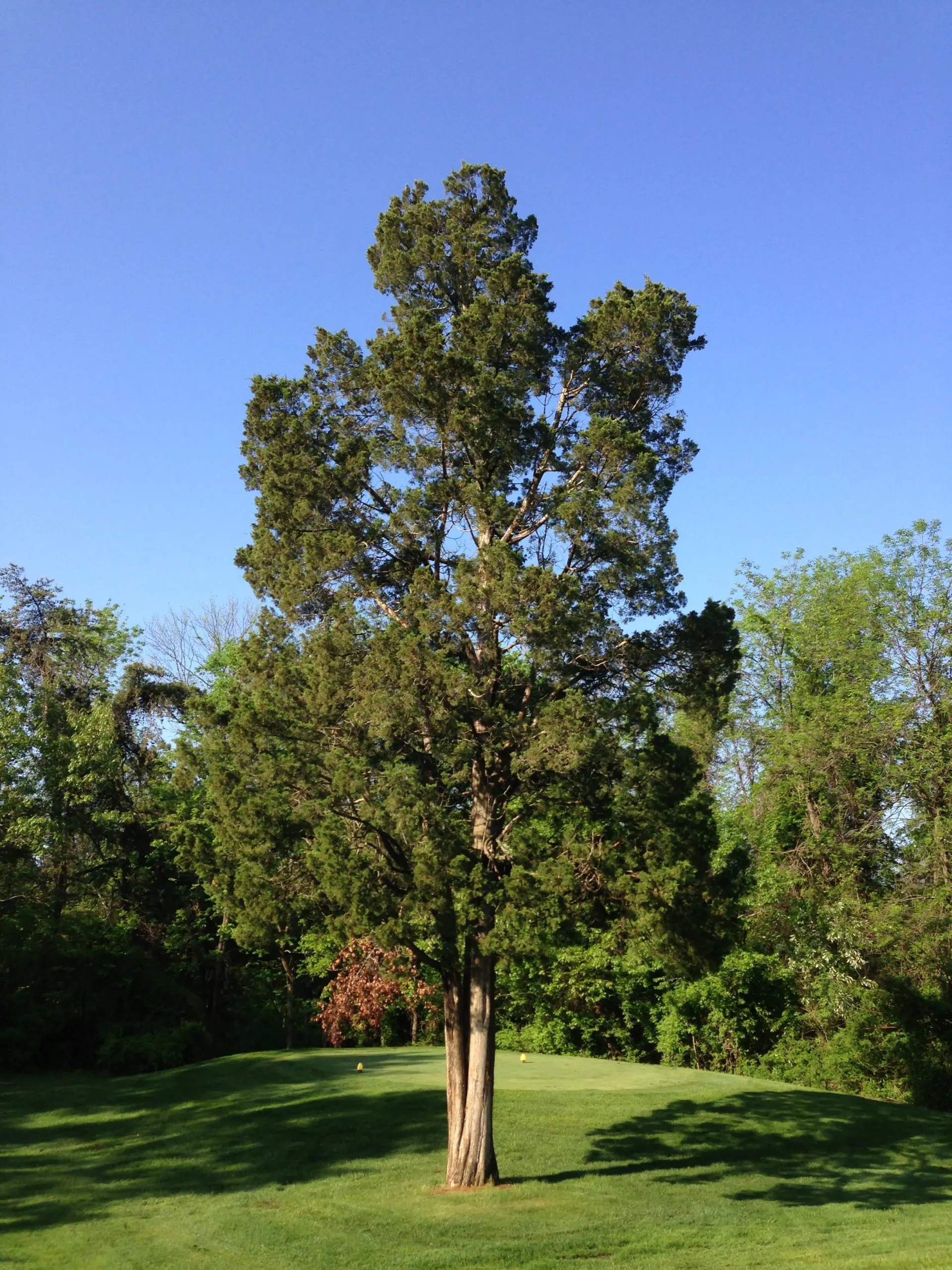 Juniper virginian: photo and description