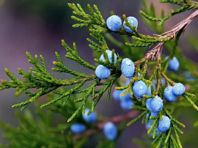 Juniper vodka: homemade recipe