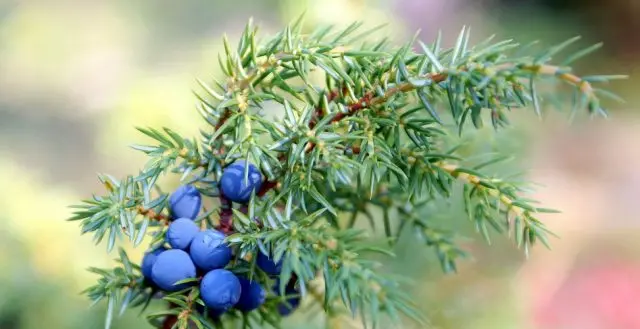 Juniperus scaly Meyeri