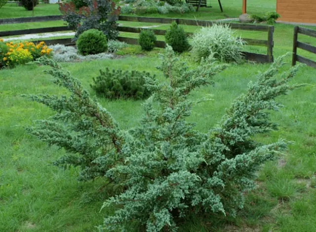 Juniperus scaly Meyeri