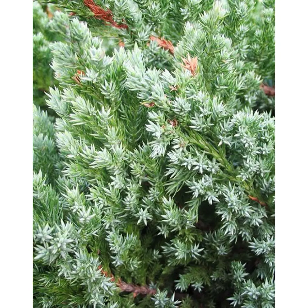 Juniperus scaly Meyeri