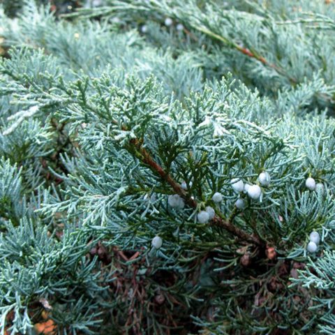 Juniperus virginica Hetz