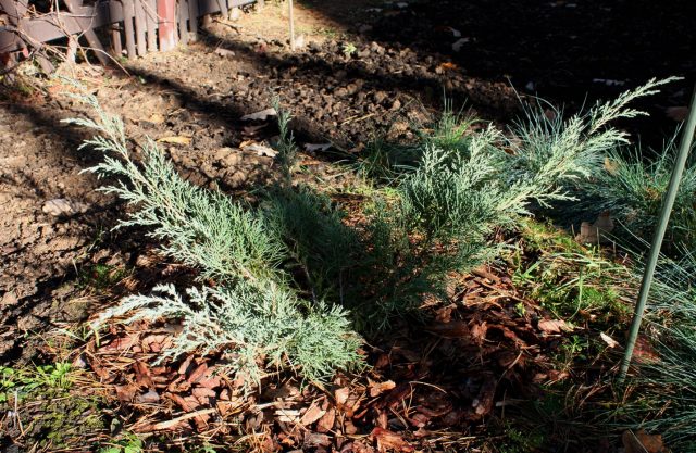 Juniperus virginica Hetz