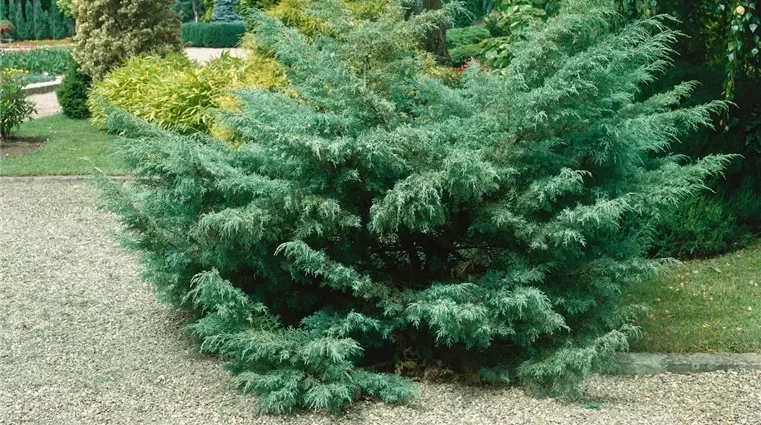 Juniperus virginica Hetz