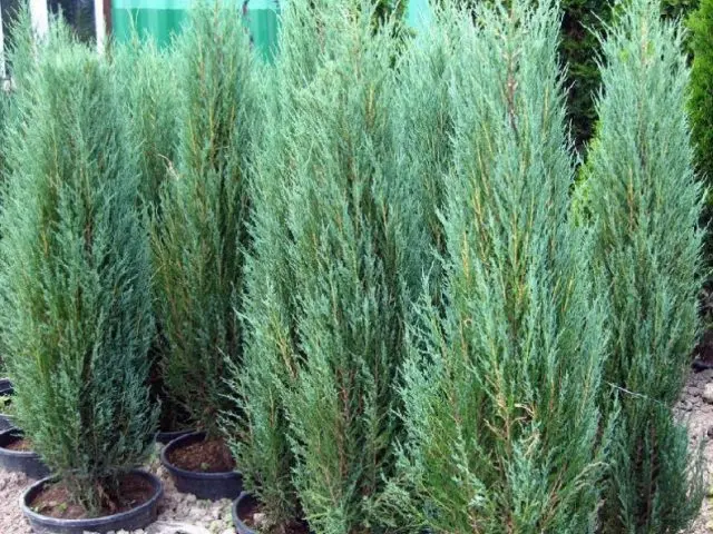 Juniperus vulgaris Arnold