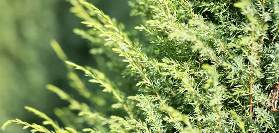 Juniperus vulgaris Arnold