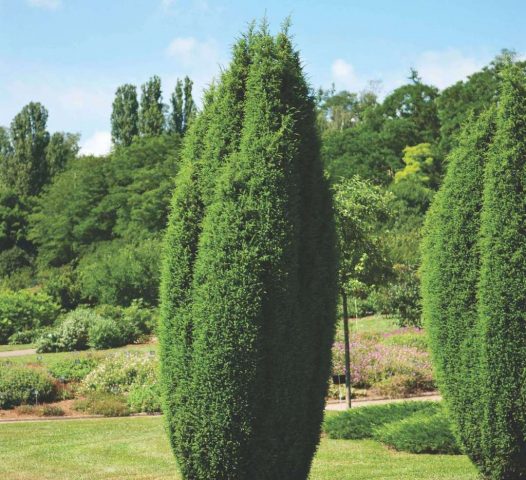 Juniperus vulgaris Hibernica