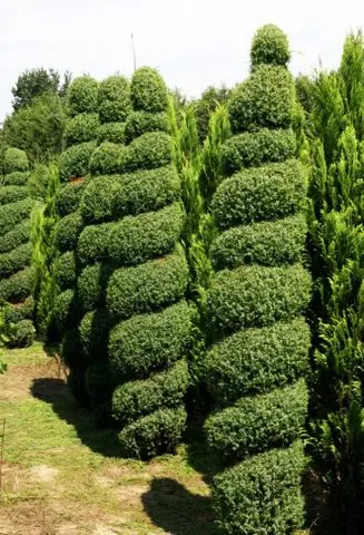 Juniperus vulgaris Hibernica