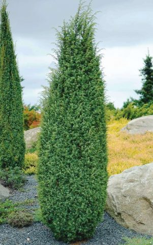 Juniperus vulgaris Hibernica