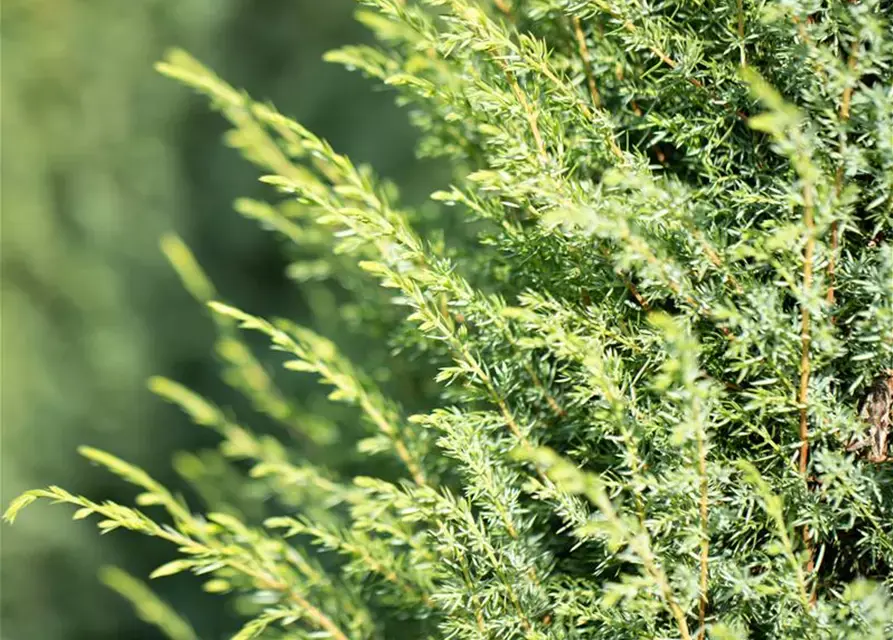 Juniperus vulgaris Hibernica