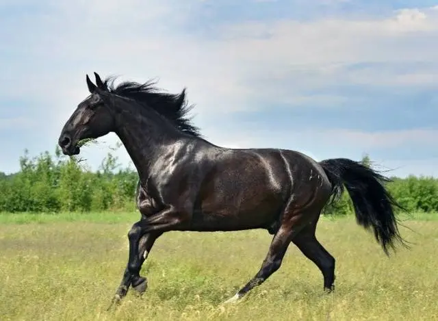 Kabardian horse breed