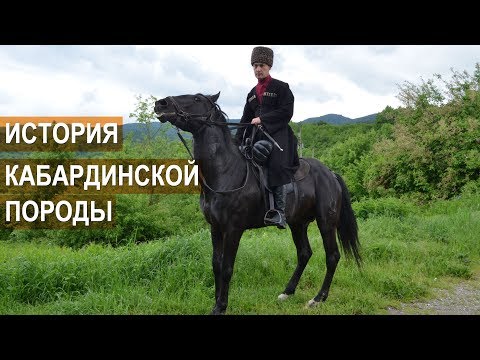 Kabardian horse breed