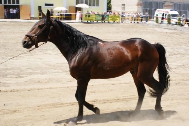 Kabardian horse breed