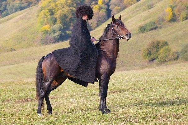 Kabardian horse breed