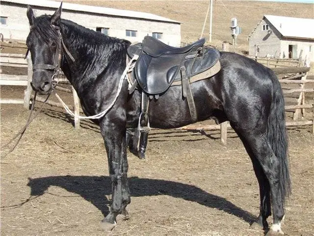 Kabardian horse breed