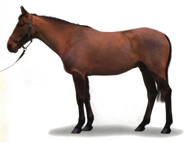 Kabardian horse breed