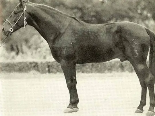 Kabardian horse breed