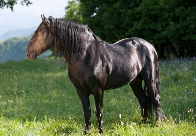 Kabardian horse breed