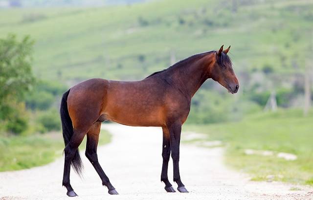 Kabardian horse breed