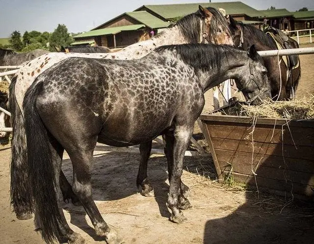 Kabardian horse breed