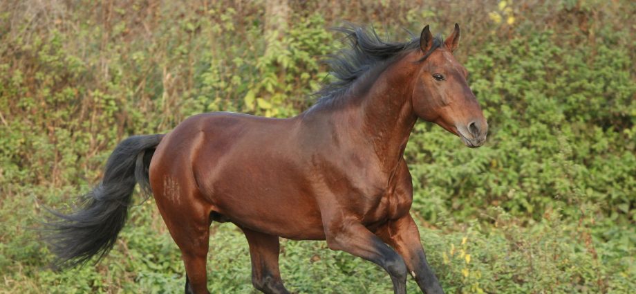 Kabardian horse breed