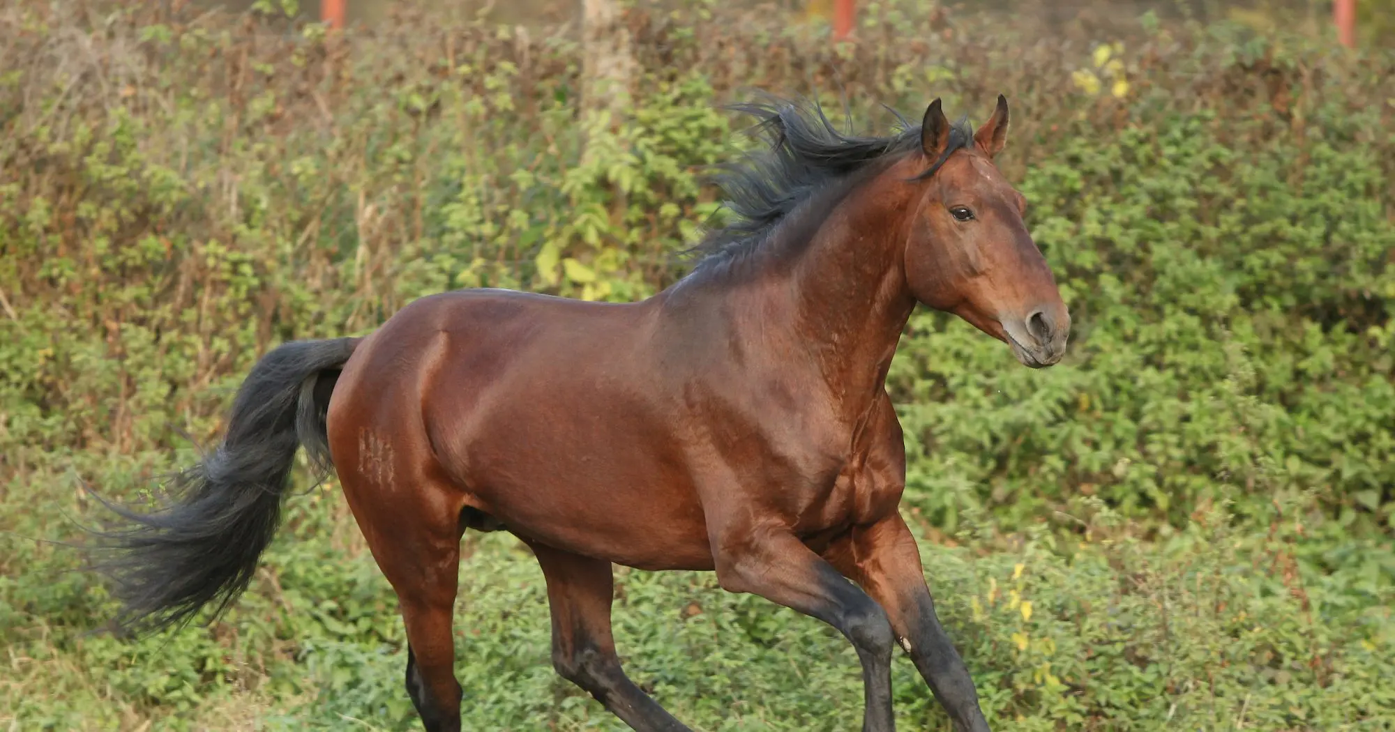 Kabardian horse breed