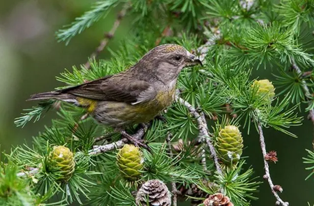 Kaempfer larch