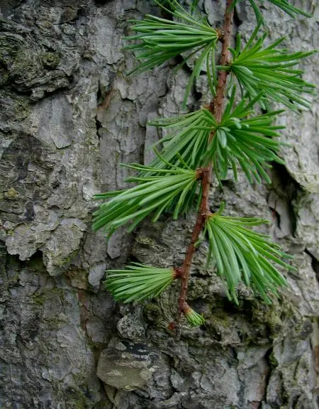 Kaempfer larch