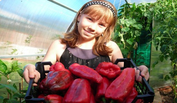 Kakadu pepper - a sweet fruitful large-fruited variety