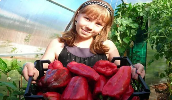 Kakadu pepper - a sweet fruitful large-fruited variety