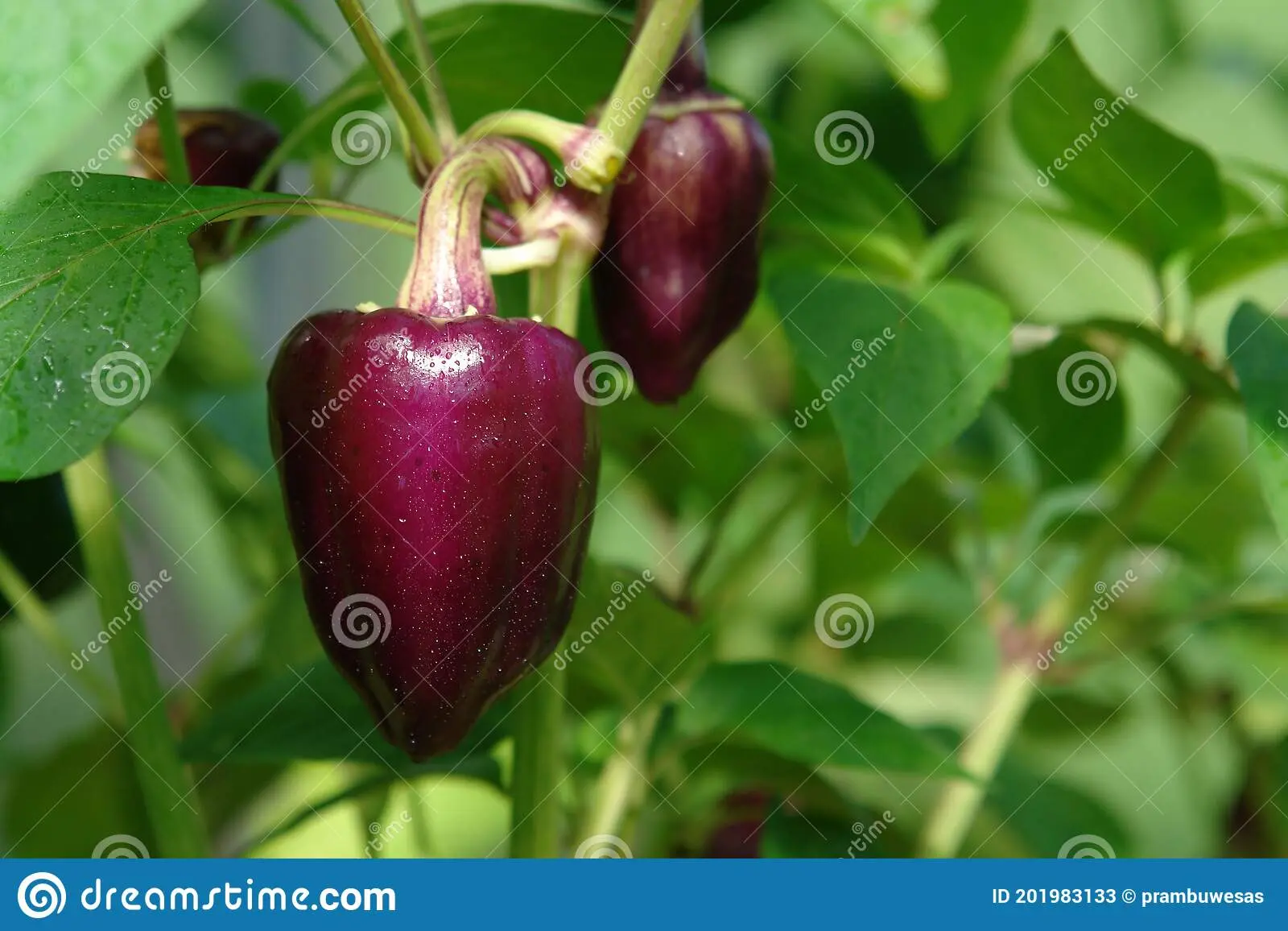 Kakadu pepper &#8211; a sweet fruitful large-fruited variety