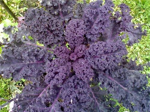 Kale cabbage: photo description