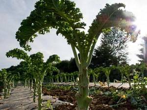 Kale cabbage: photo description