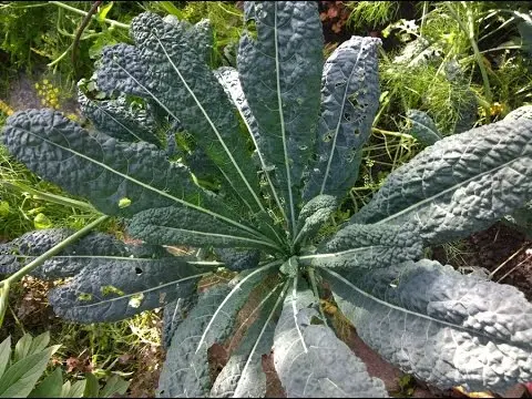 Kale cabbage: photo description