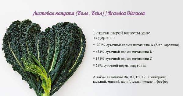 Kale cabbage: photo description