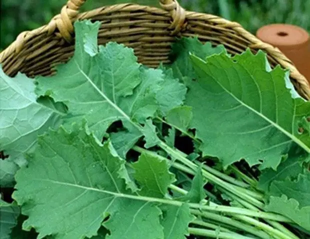 Kale cabbage: photo description