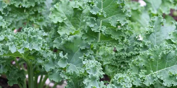 Kale cabbage: photo description