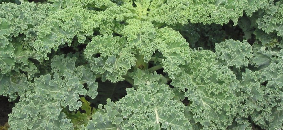 Kale cabbage: photo description