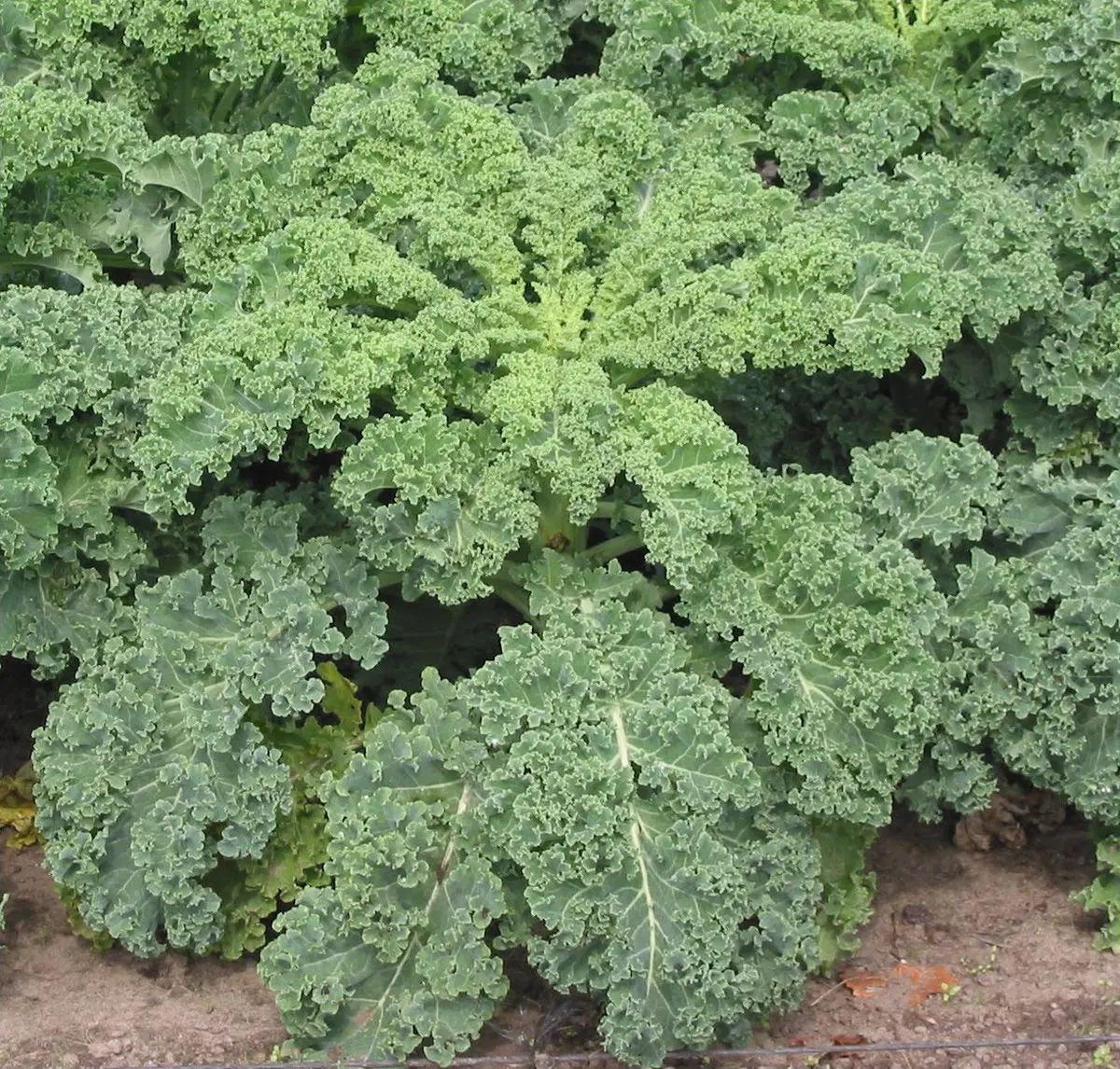 Kale cabbage: photo description