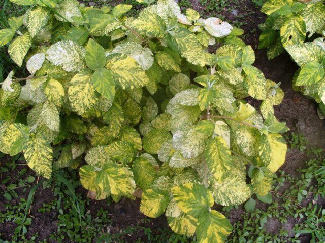 Kalina pride: variety description, care, diseases and pests, photo