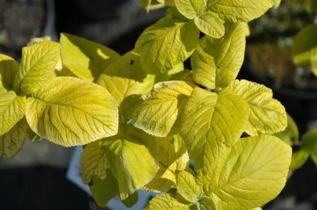 Kalina pride: variety description, care, diseases and pests, photo