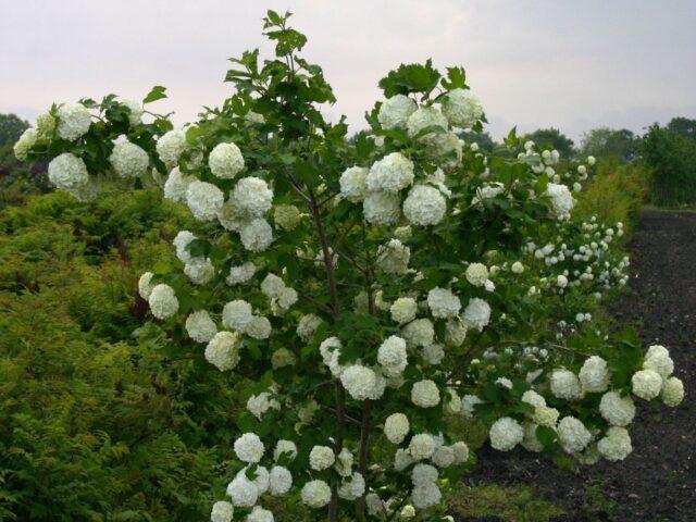 Kalina Roseum (Roseum): variety description and photo, planting and care