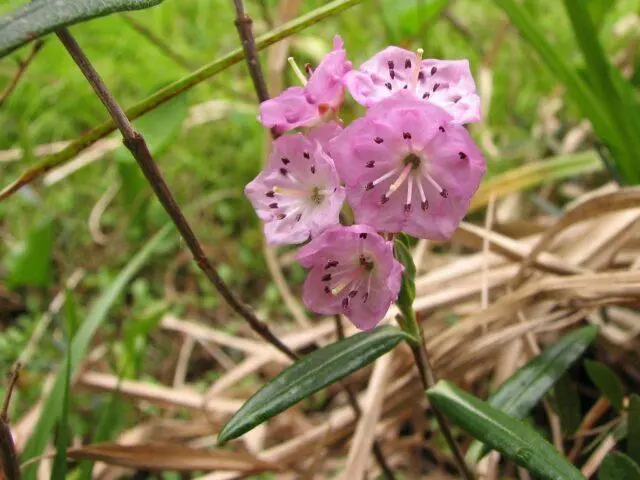 Kalmiya: planting and care, reviews in the suburbs, winter hardiness, photos in the garden