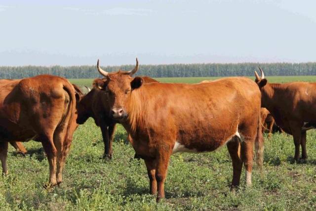 Kalmyk cattle breed